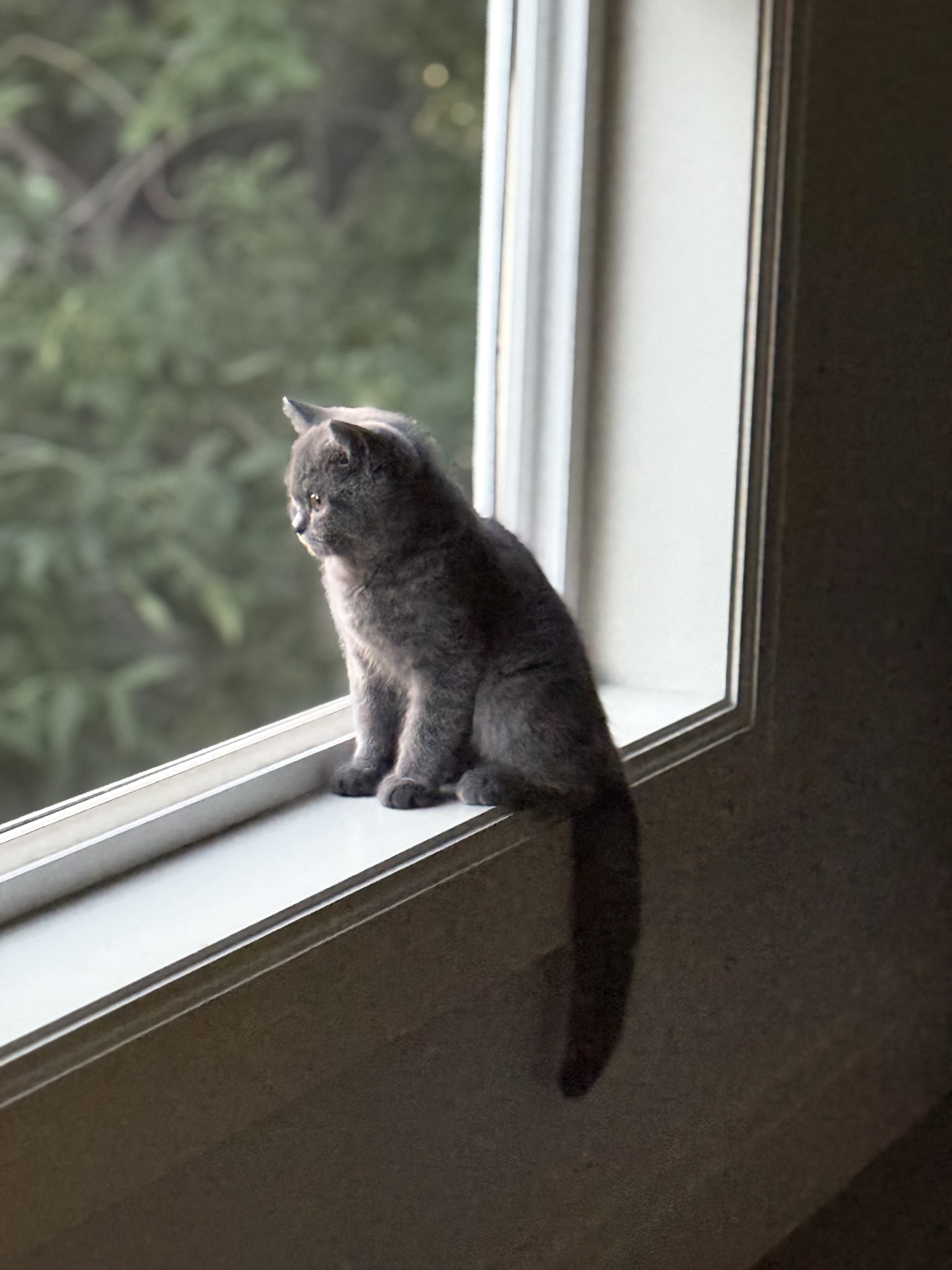 Nimbus Boy